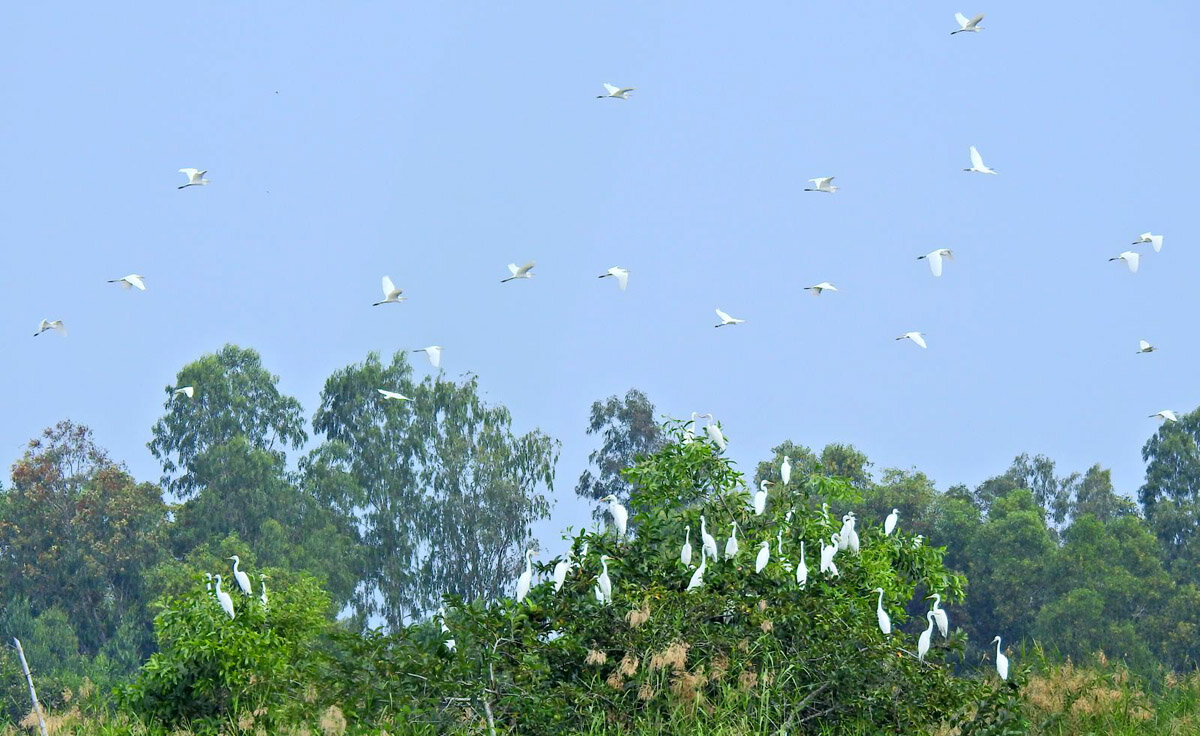 Lam Vien Bird Sanctuary Ca Mau City